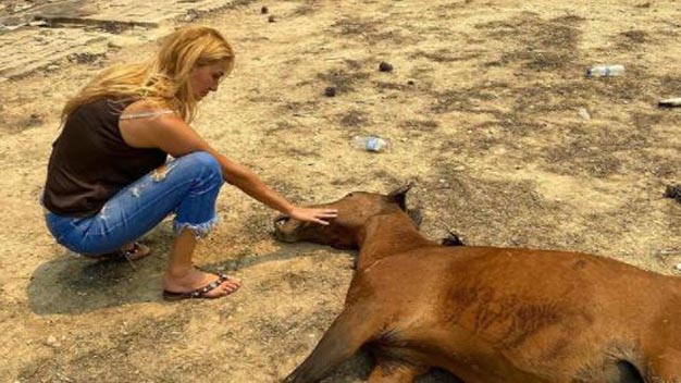 Tuğba Özay yangın nedeniyle ölen atının fotoğrafını paylaştı